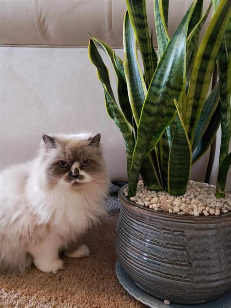 are snake plants poisonous to cats